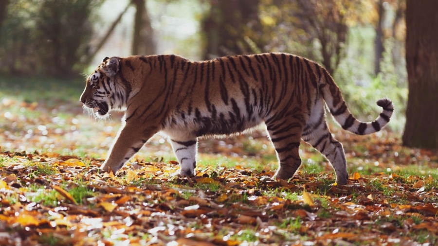 A majestic tiger captured in its natural habitat during a wildlife photography session