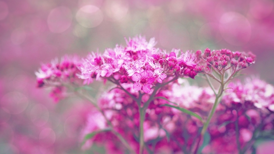 Close-up shot of a flower with a dreamy bokeh background